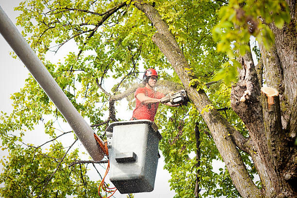 The Steps Involved in Our Tree Care Process in Mayfield, KY